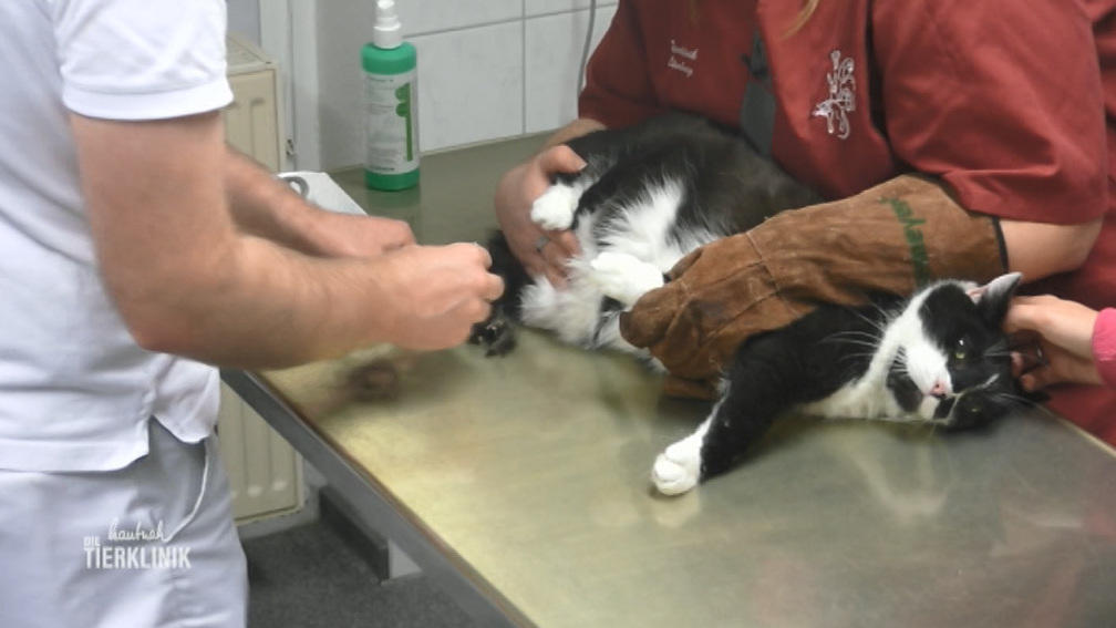Katze Emma leidet an Durchfall und frisst nicht mehr