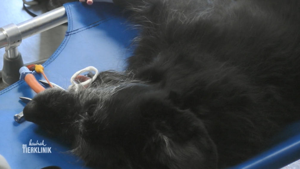 Ist Mischling Clyde noch zu helfen?