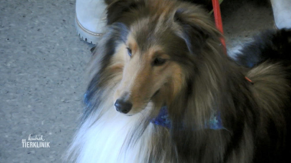 Entwarnung bei Powerhund Cody