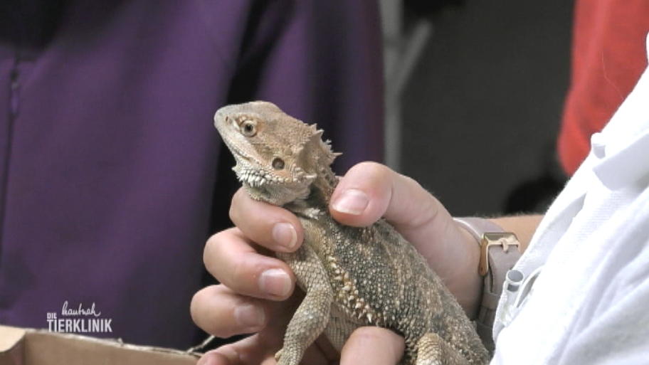 Bartagame Hexe frisst nicht