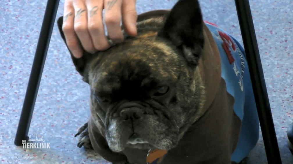 Sorge um Bulldogge Horst