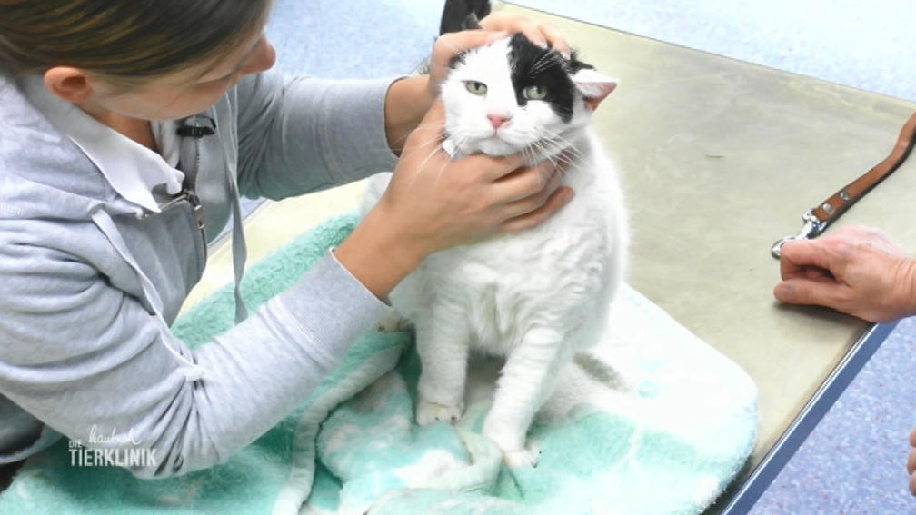 Nun leidet die Katze auch an Gleichgewichtsstörungen