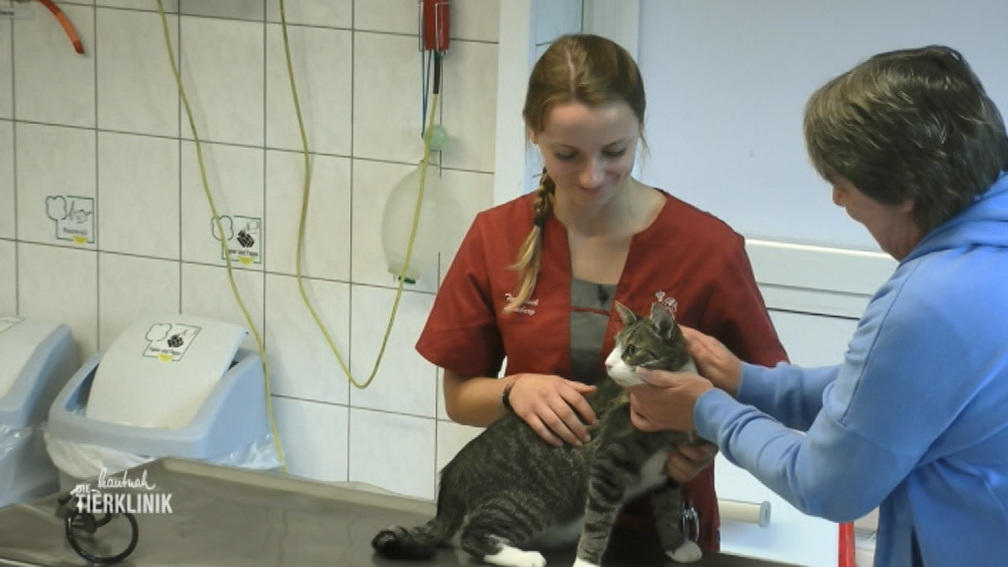 Simuliert Timon nur?
