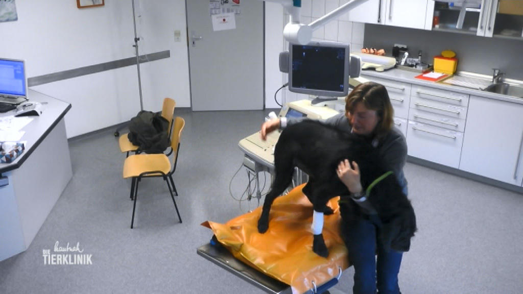Haustierärztin vermutet innere Blutungen bei Hündin Sheela