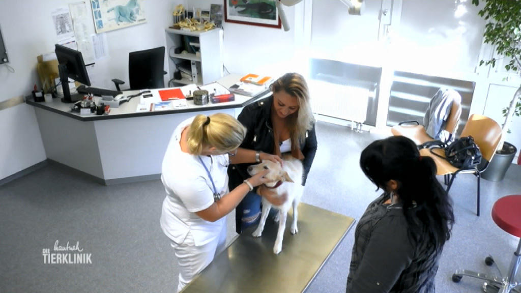 Hat Frauchen sich bei Kasha angesteckt?