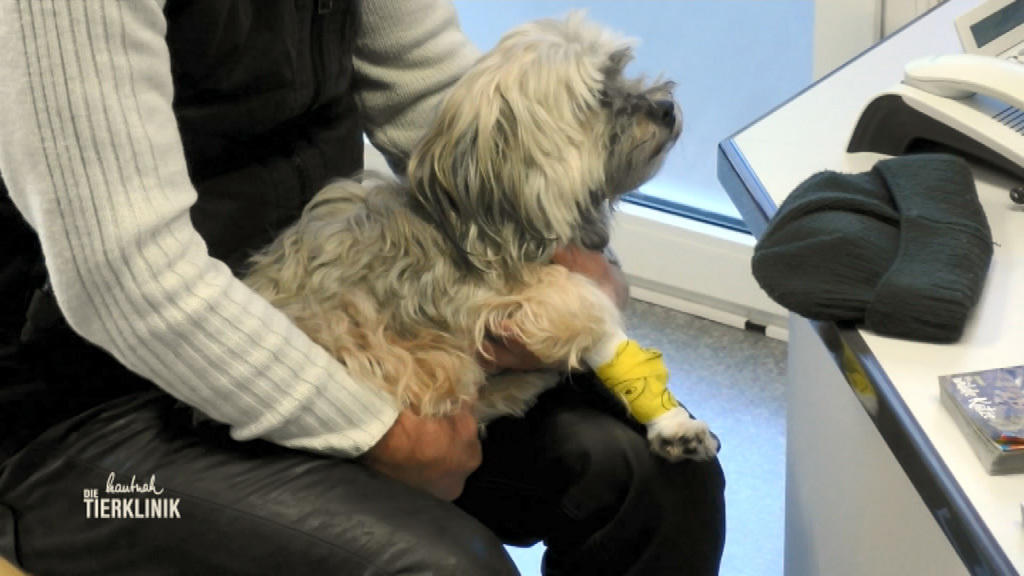 Rüde Guiness hat nicht genug rote Blutkörperchen