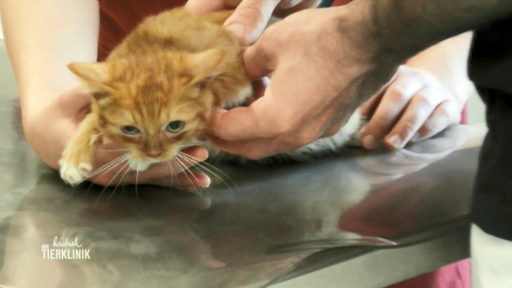 Katzenbaby zum Erstcheck