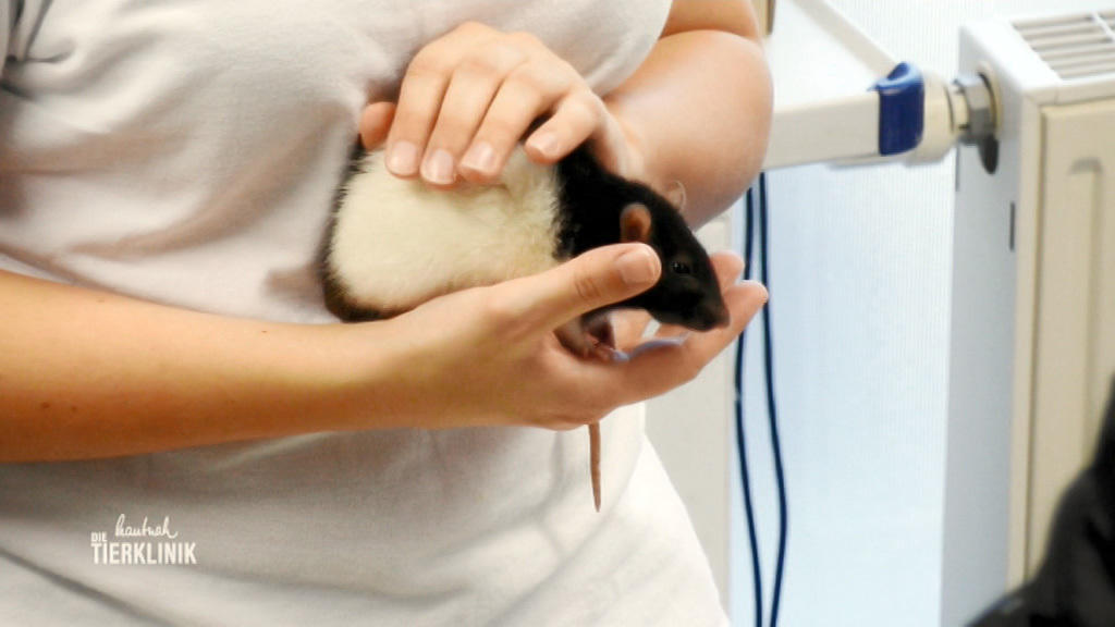 Hat Ratte Skunky einen Tumor?