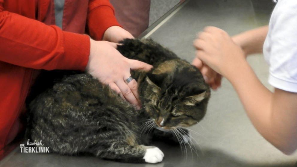 Katze Püppi leidet an Erbrechen