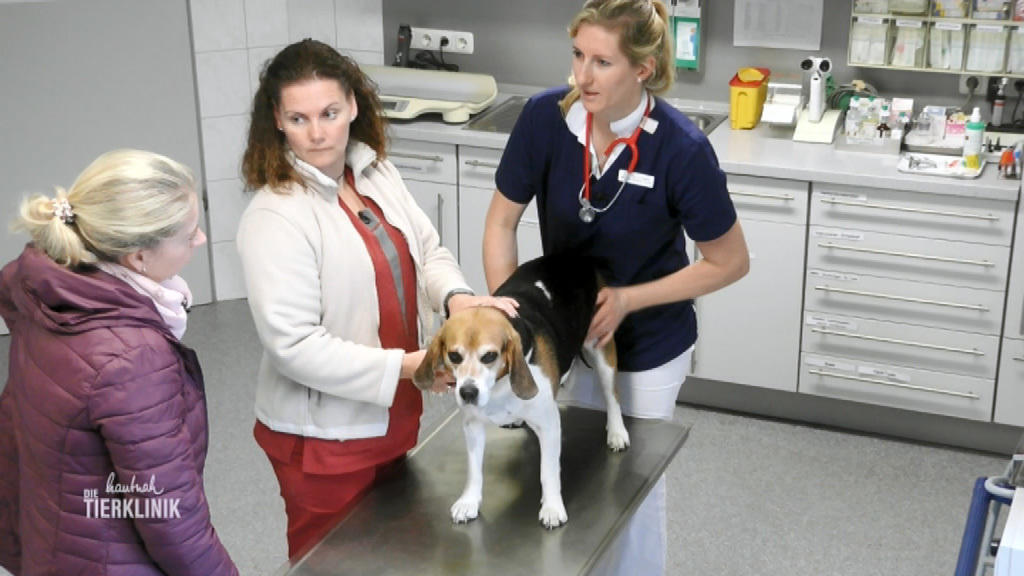 Beagle Bella hat starke Bauchschmerzen