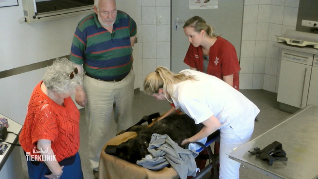Golden Retriever-Mischling ist atemlos und hat hohes Fieber