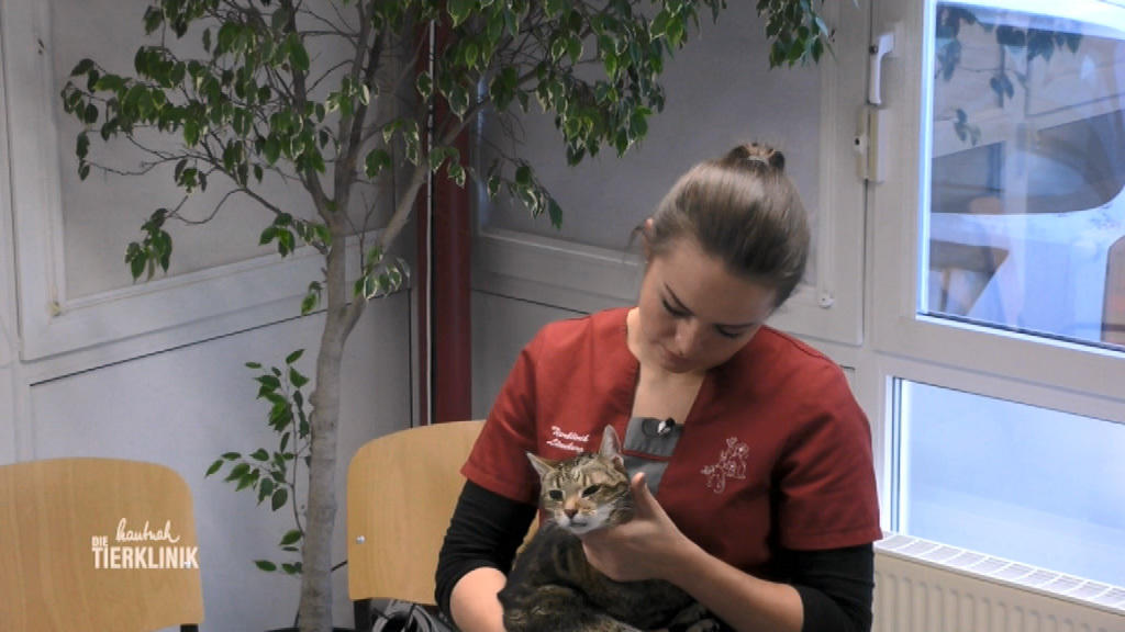 23-jährige Katze Tina  will nicht mehr fressen