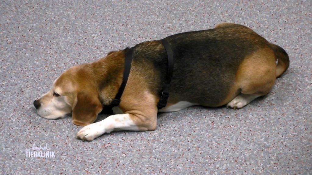 Beagle Lewis hat Lähmungserscheinungen