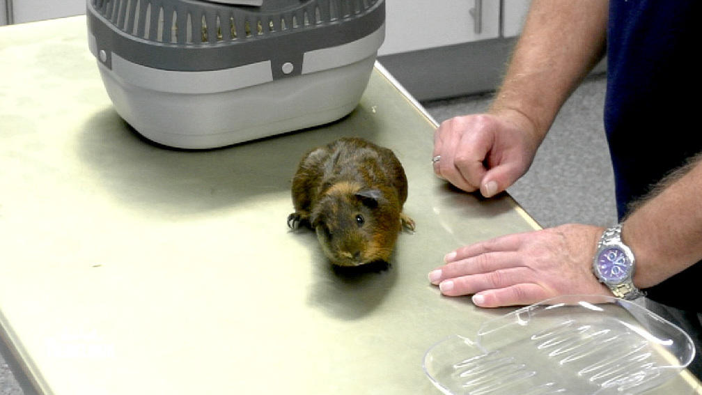 Meerschweinchen Kai gefällt Tierarztbesuch nicht
