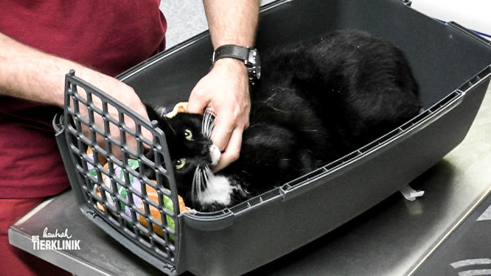 Frauchen warnt: Der Kater könnte ausrasten!