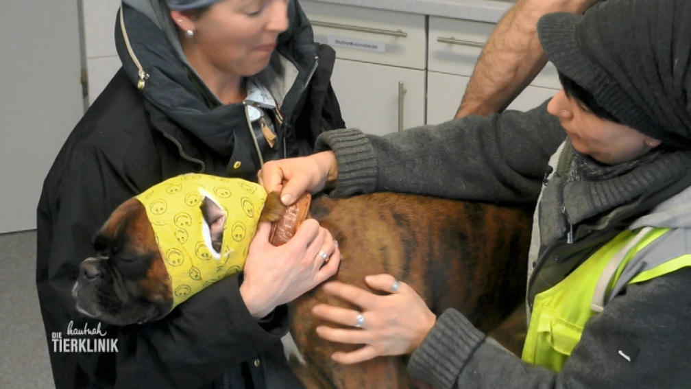 Blutiges Ohr nach Hunde-Biss