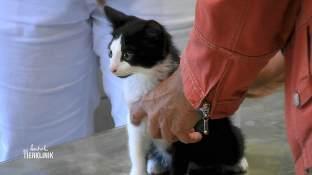 Katzenbaby mit Atemnot und Herzprobleme