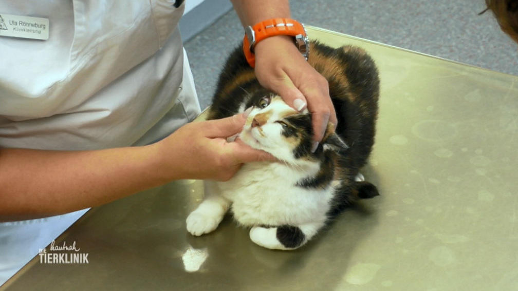 Mutter von Uta Rönneburg kommt mit Katze Bärbel
