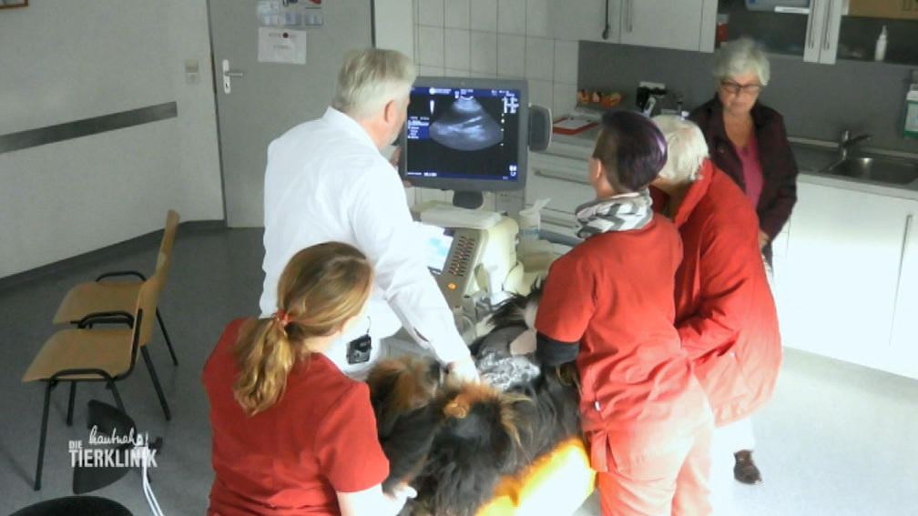 Die Berner Sennenhündin frisst nicht mehr