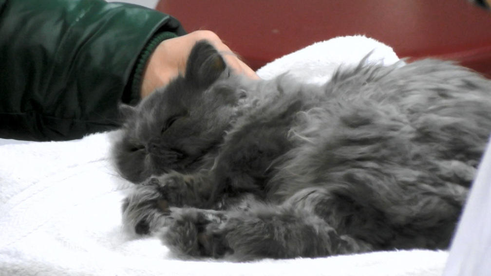 Kater Yoda ist stark verletzt