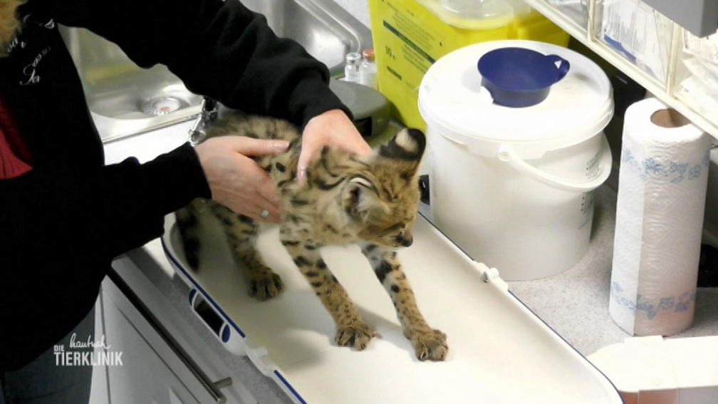 Impfung für Serval-Katze Daenerys