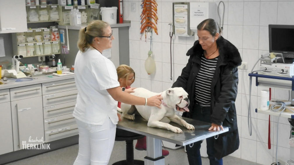 Boxer-Hündig Pepper hat Magen-Probleme