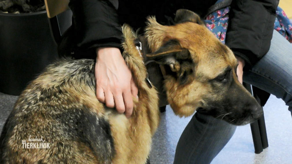 Schäferhund Ben geht es gar nicht gut