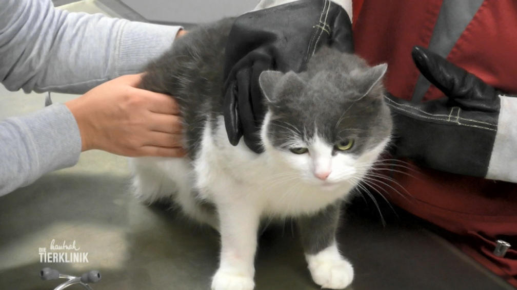 Katze Luna hat Gleichgewichtsstörungen