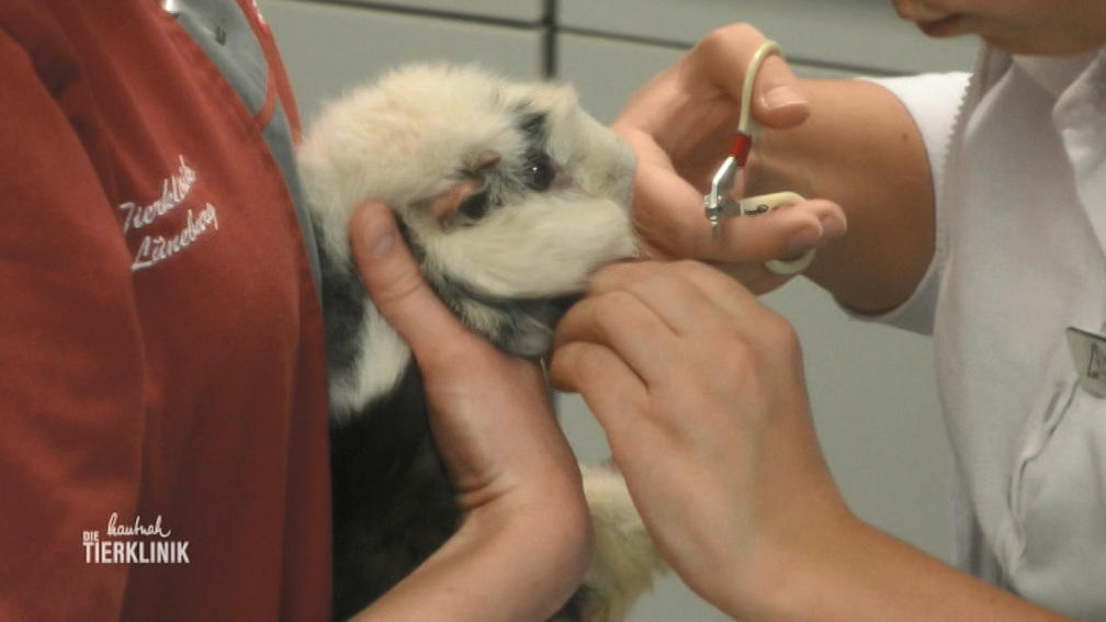 Zahnpflege für Meerschweinchen Max