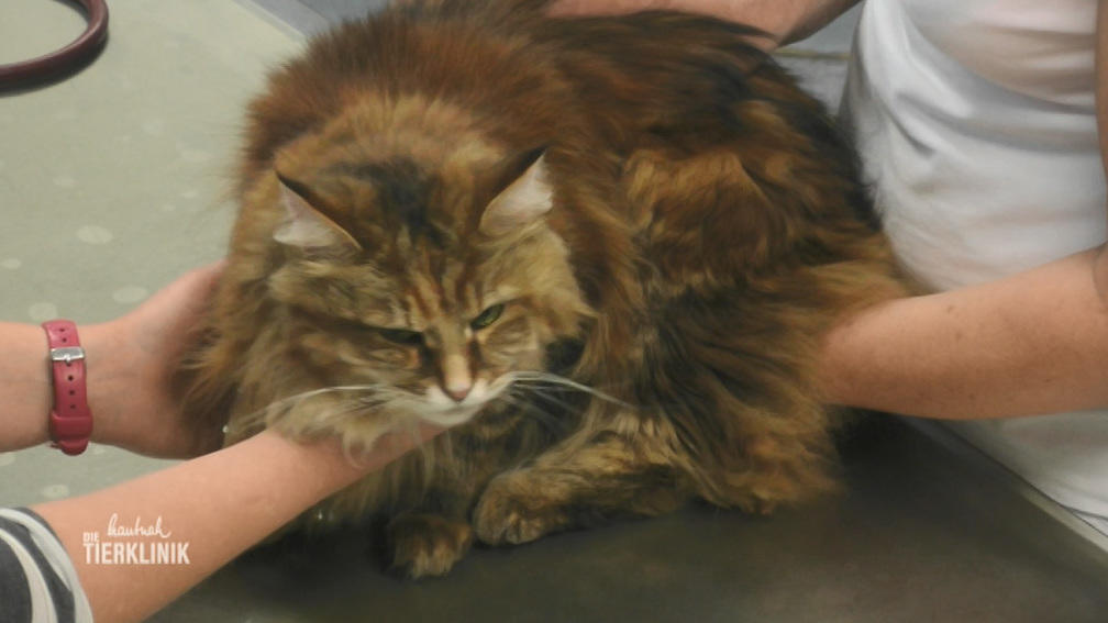 Maine-Coon-Katze Lucy muss sich dauernd übergeben