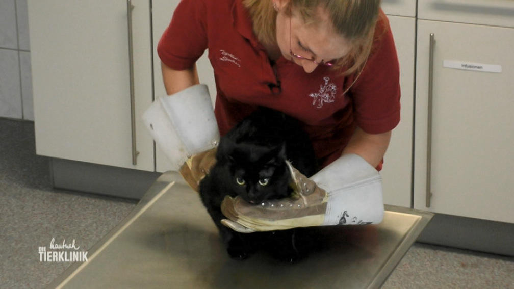 Katze Susi-Betty hustet stark