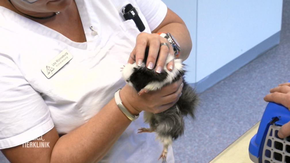 Zwei Meerschweinchen, zwei Probleme