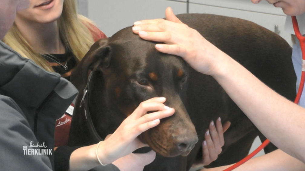 Dobermann-Rüde leidet an vergrößerter Prostata
