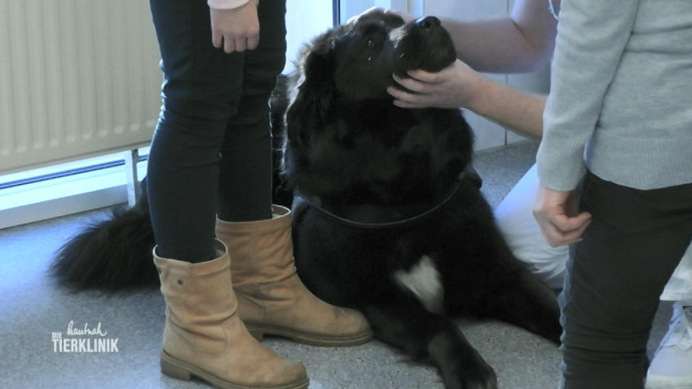 Tibetdogge Kalle hat Husten