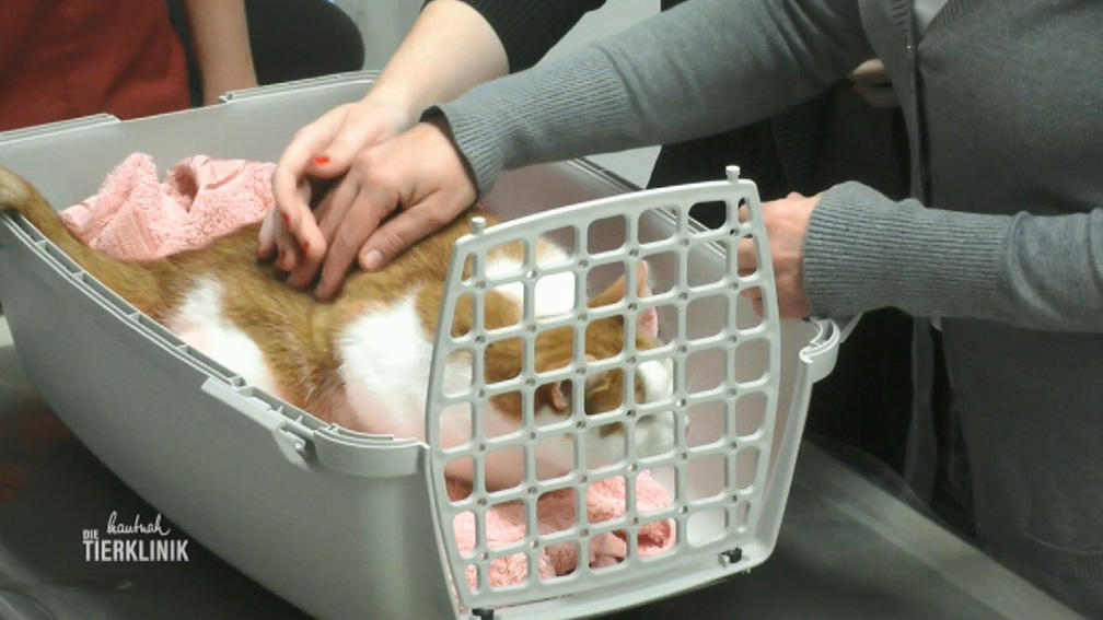Katze Tapsy ist wohl auf