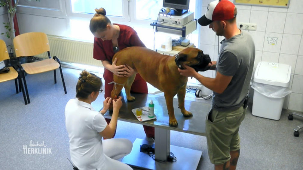Bullmastiff-Hündin Betty will nicht Fressen