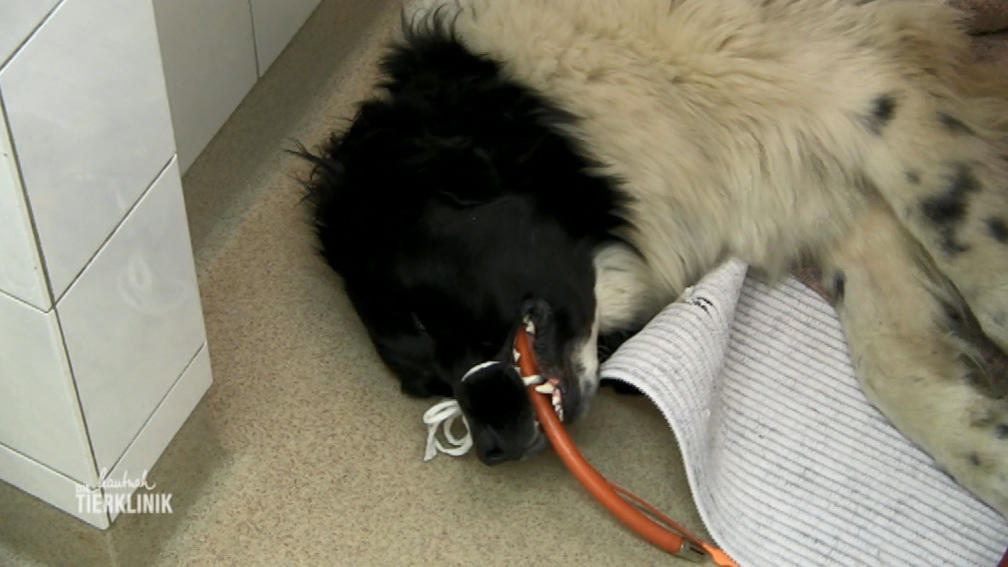 Balou muss am Knie operiert werden 