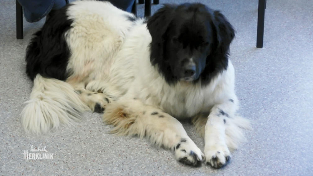 Neufundländer Balou lahmt stark