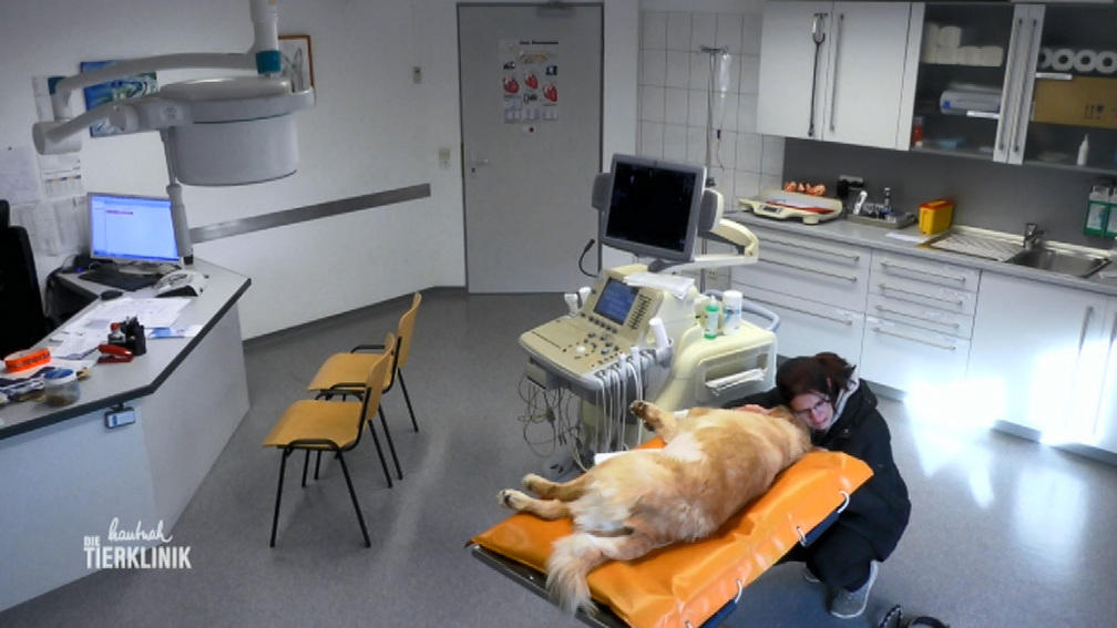 Golden Retriever Sam hat Blut im Bauchraum