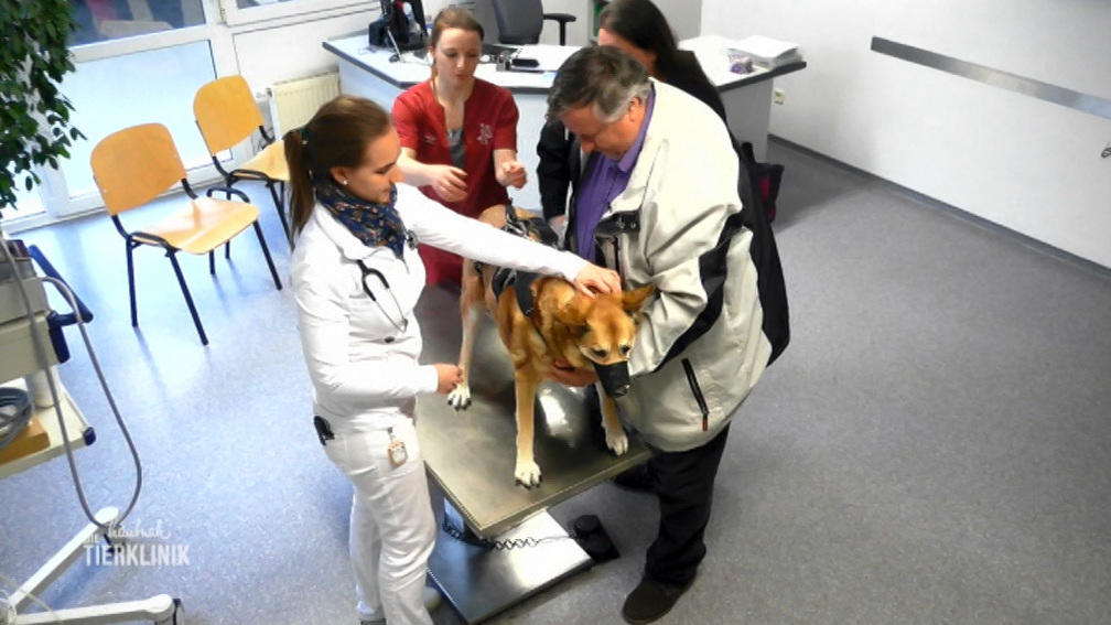 Schäferhundmischling Luna ist sehr zittrig auf den Beinen