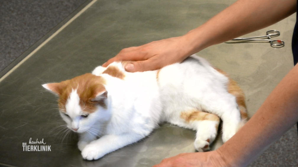 Katze Molly frisst nicht und hat stark verhärteten Bauch