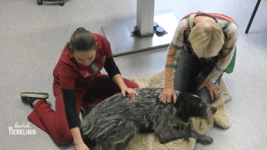 Hund Ecco hatte einen Zusammenbruch und ist gelähmt