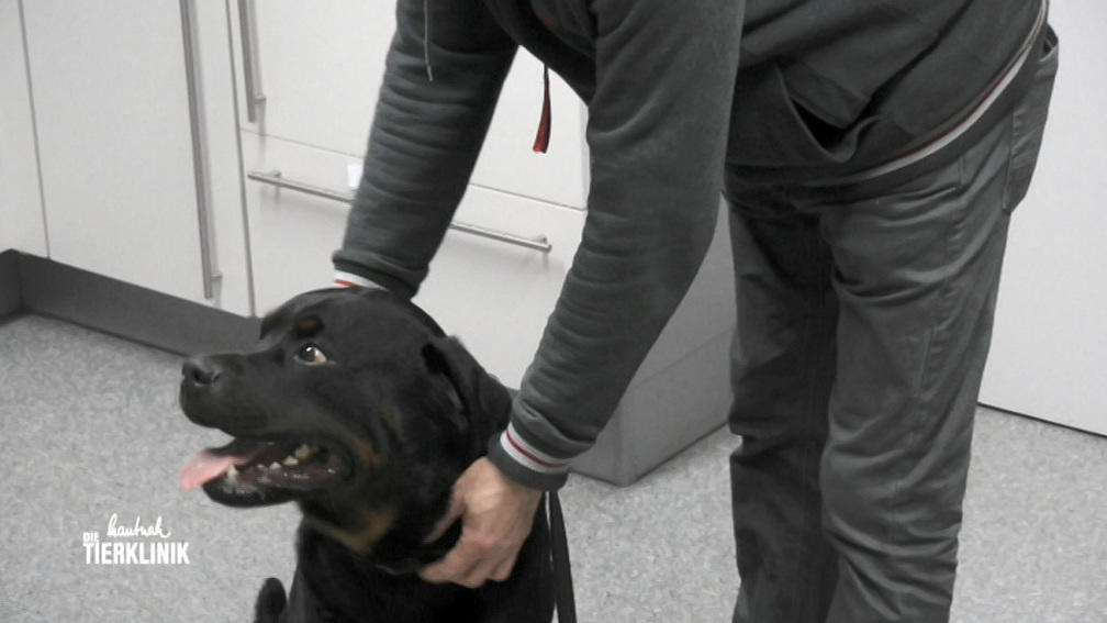 Rottweiler Irko wird von Infekt geplagt