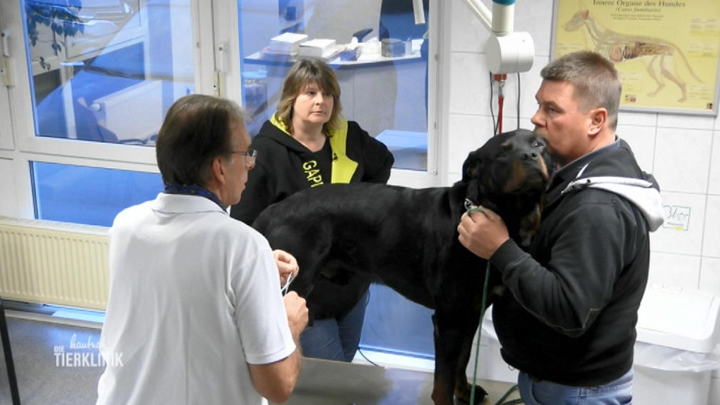 Sporthund Udo hat besorgniserregende Symptome