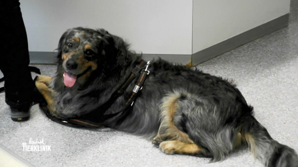 Mischling Sam hat doch nicht etwa einen Tumor?