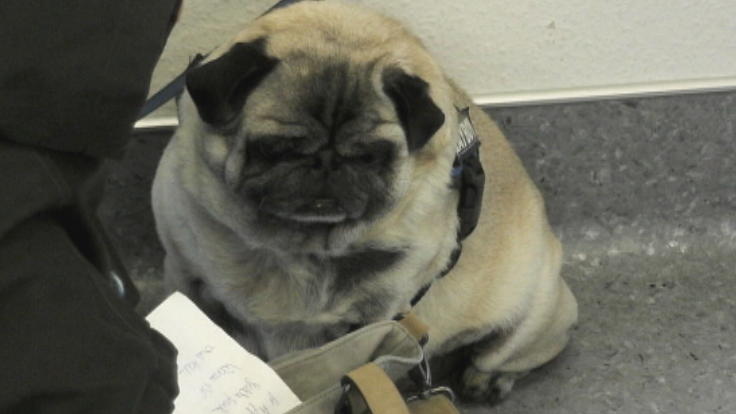 Mops Ceasar leidet an Durchfall und Erbrechen