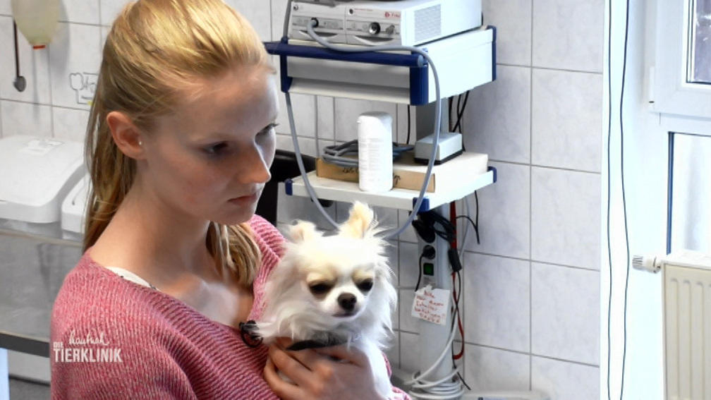Chihuahua-Mischling Prinz Henry hat Verdauungsprobleme