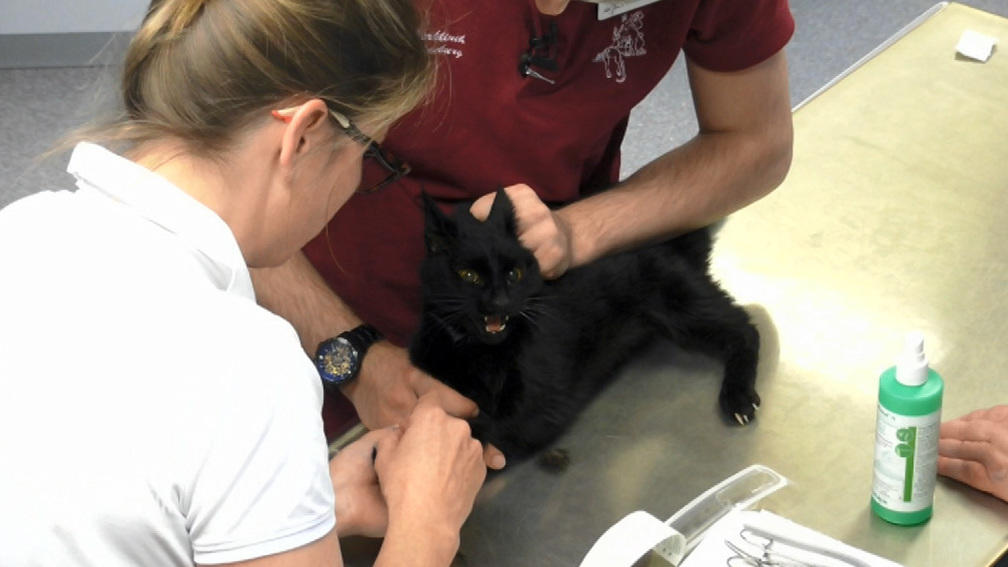Katze Murle muss eigeschläfert werden