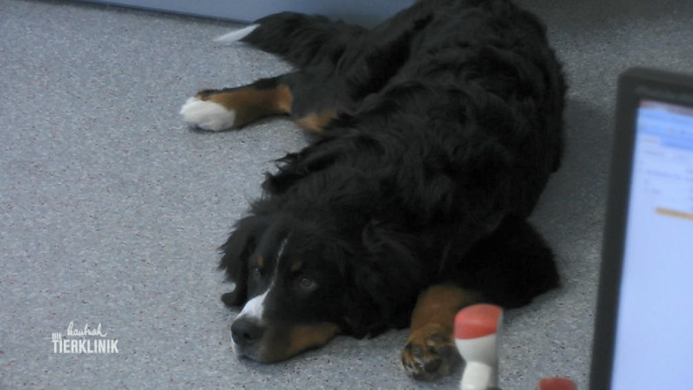 Balou konnte bisher von keinem Tierarzt geholfen werden