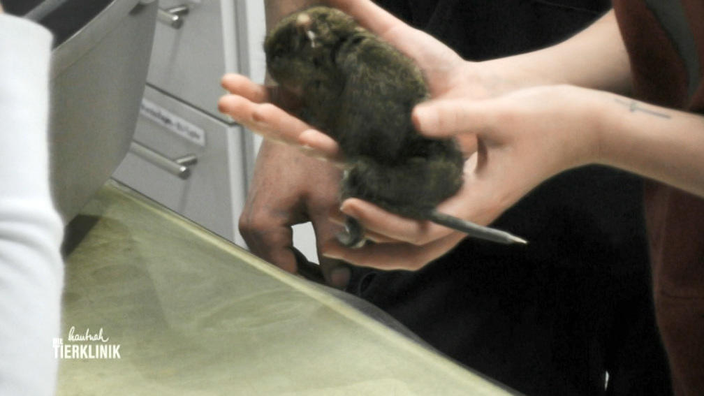 Degu Mia atmet sehr schwer 